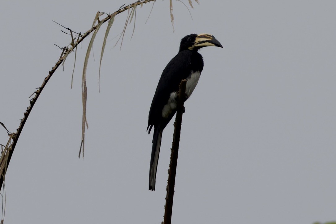 Batı Afrika Alaca Boynuzgagası - ML647670537