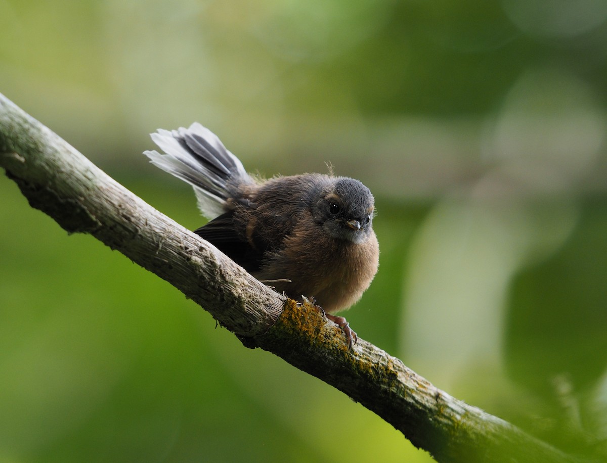 Віялохвістка новозеландська - ML647670539