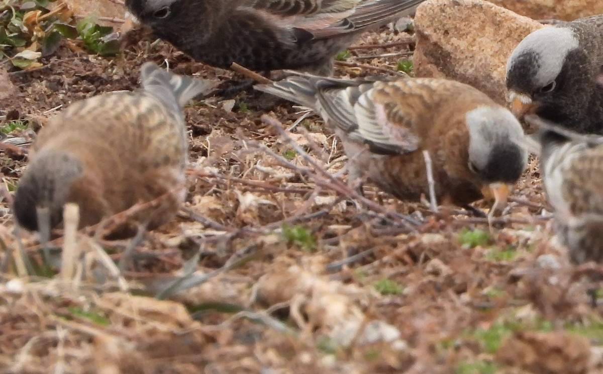 Gray-crowned Rosy-Finch (Gray-crowned) - ML647670540