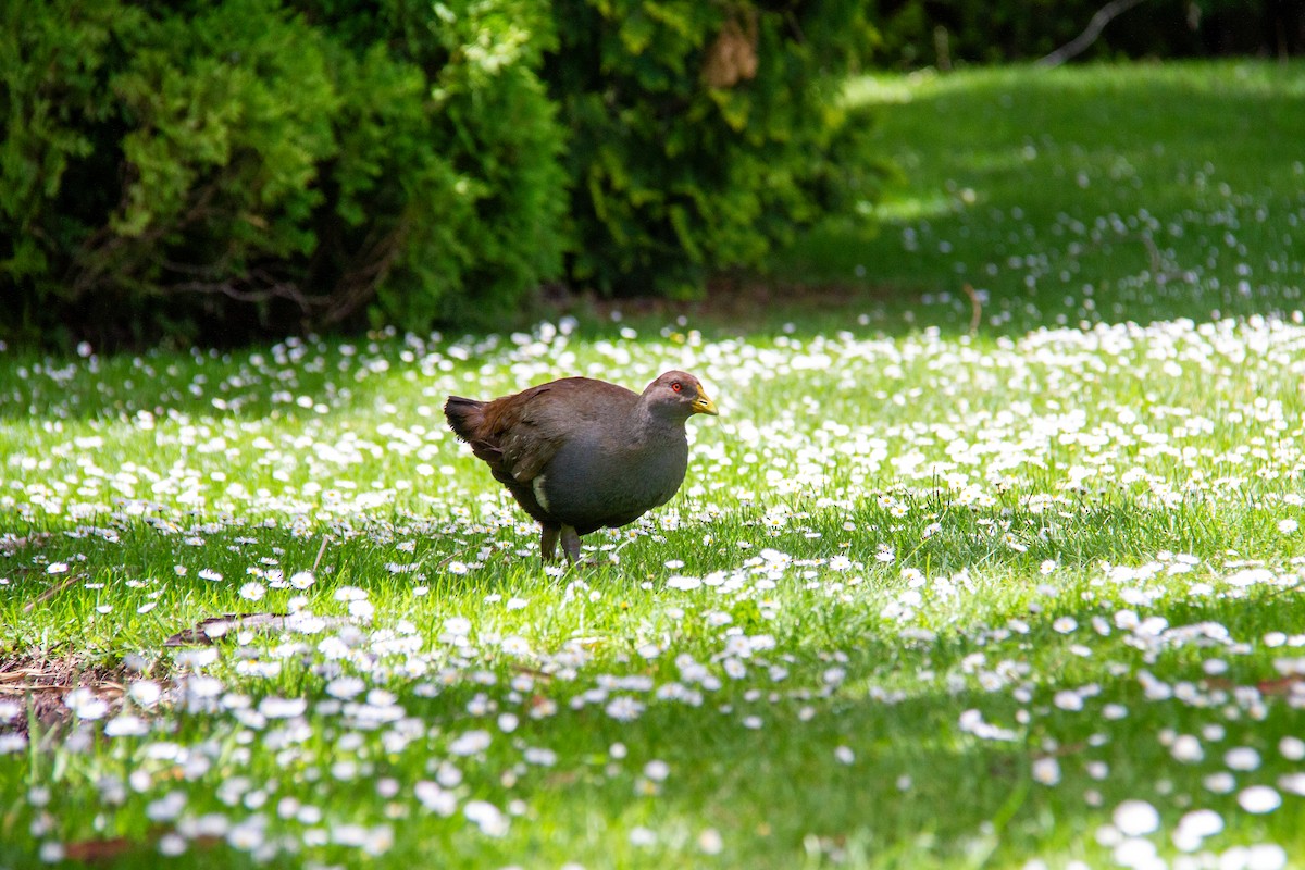 Tasmanian Nativehen - ML647670548