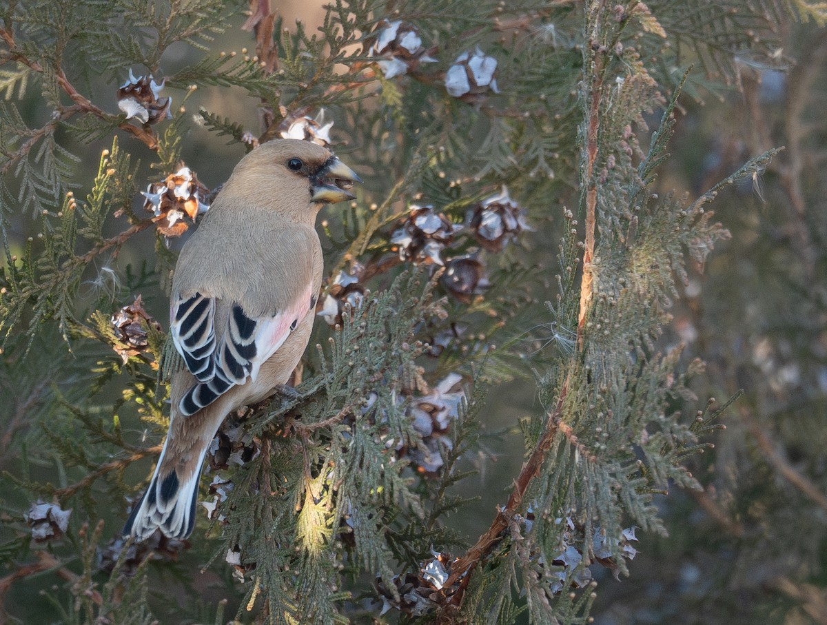 Буланый вьюрок - ML647670549