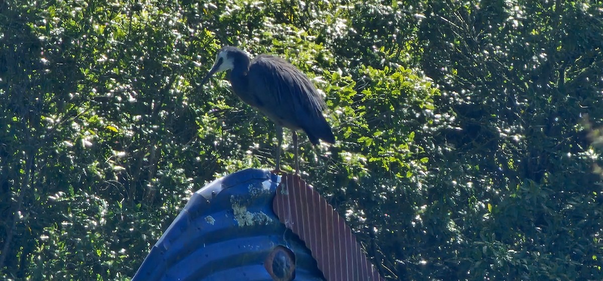 Чепура австралійська - ML647670550