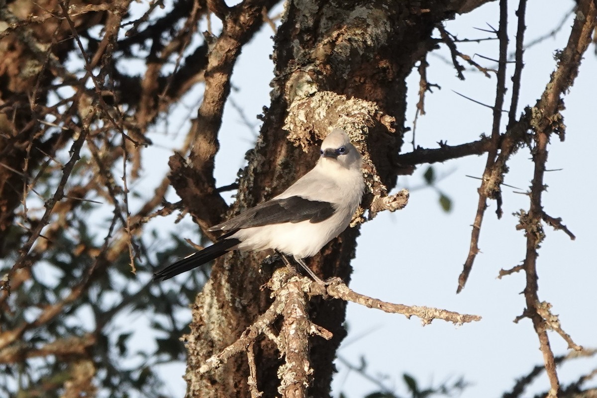 Ethiopian Bushcrow - ML647670551