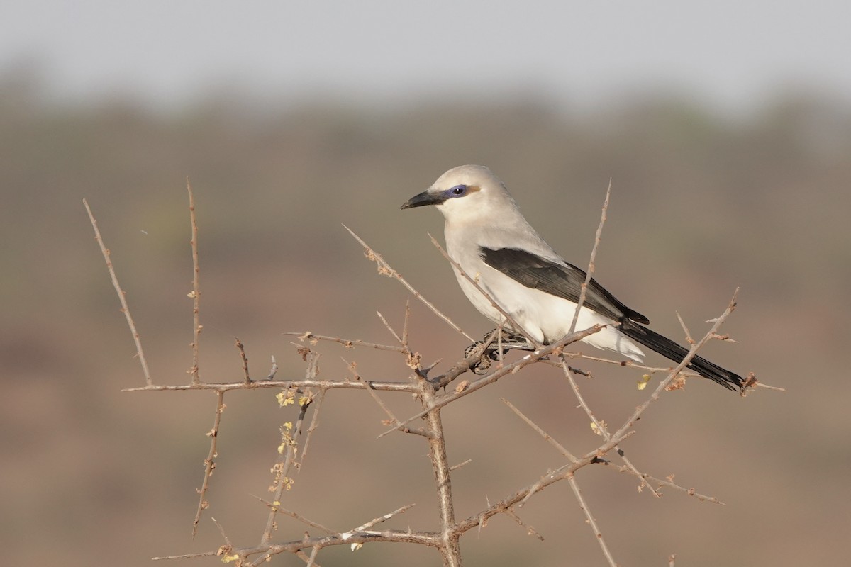 Ethiopian Bushcrow - ML647670552