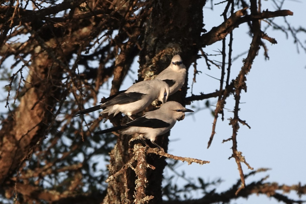 Ethiopian Bushcrow - ML647670553