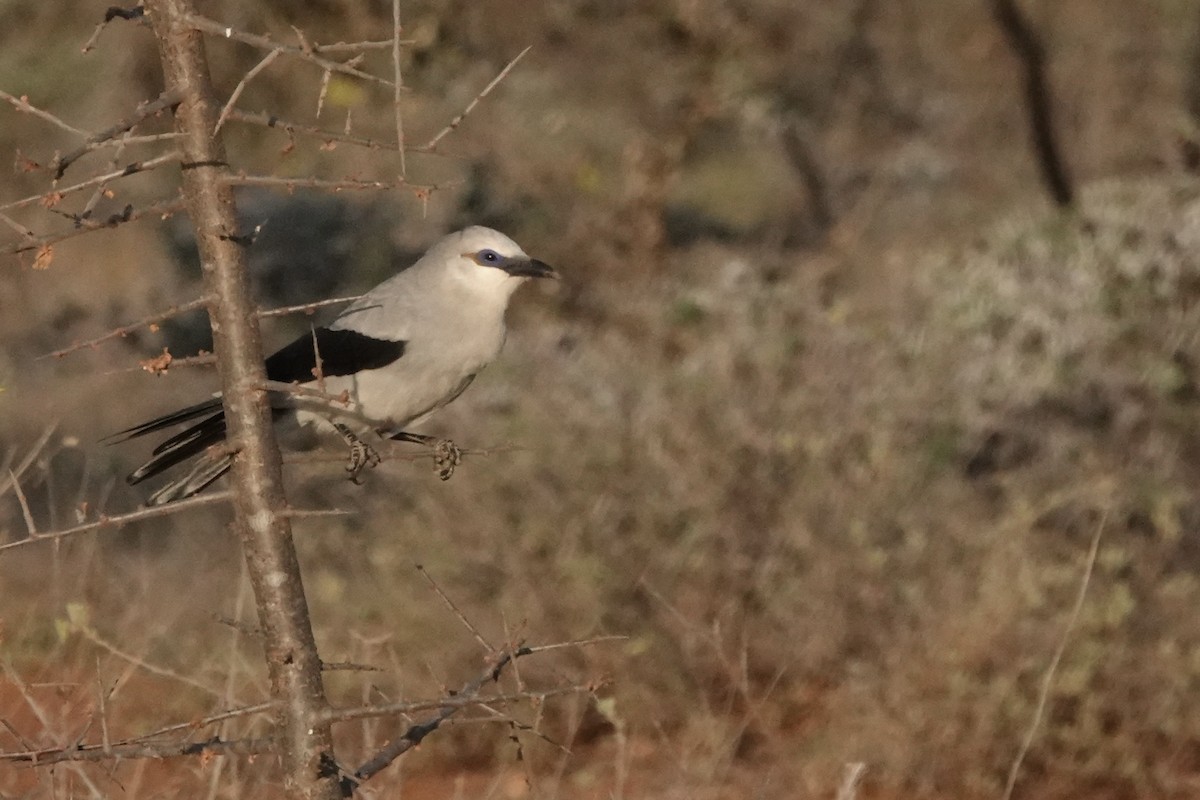 Ethiopian Bushcrow - ML647670554