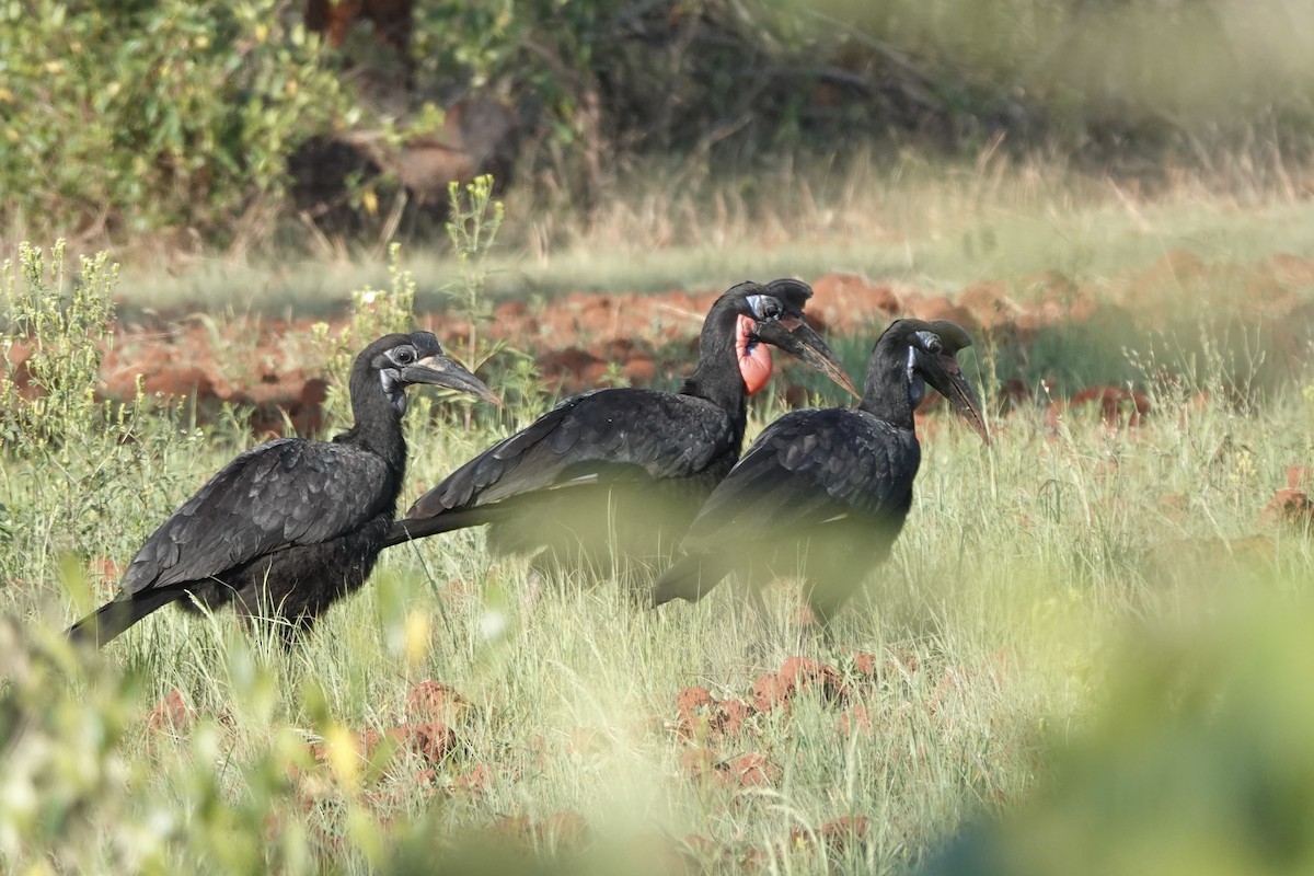 Abyssinian Ground-Hornbill - ML647670570