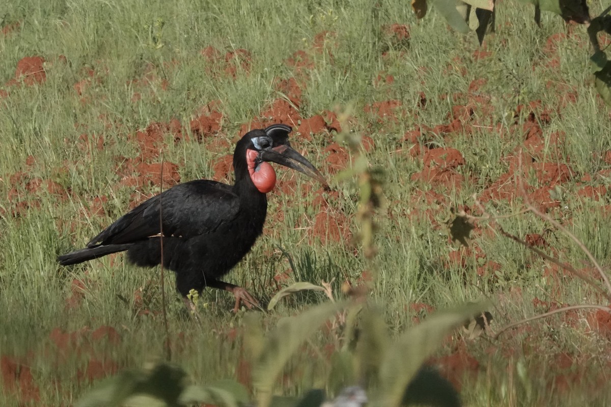 Abyssinian Ground-Hornbill - ML647670571