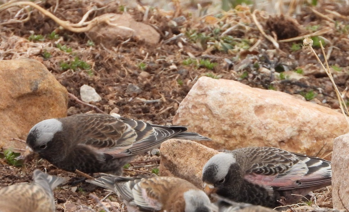 Black Rosy-Finch - ML647670572