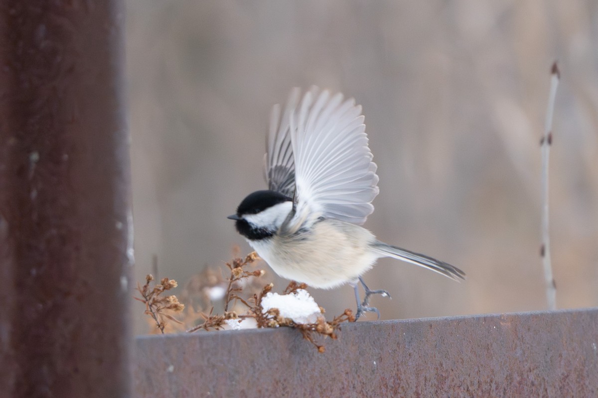 Black-capped Chickadee - ML647670581