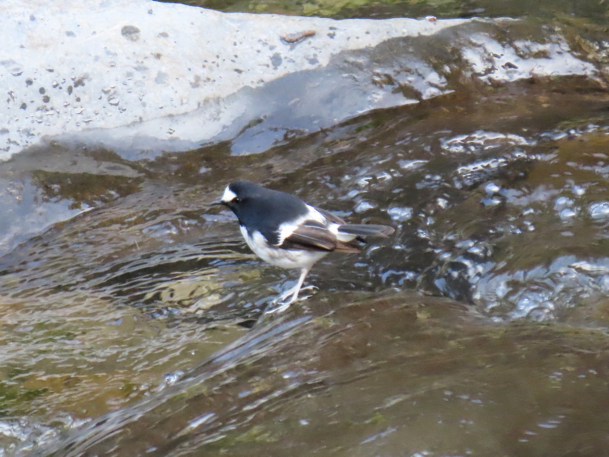 Little Forktail - ML647670587