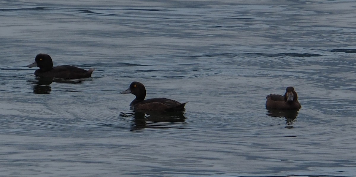 Чернь новозеландська - ML647670596