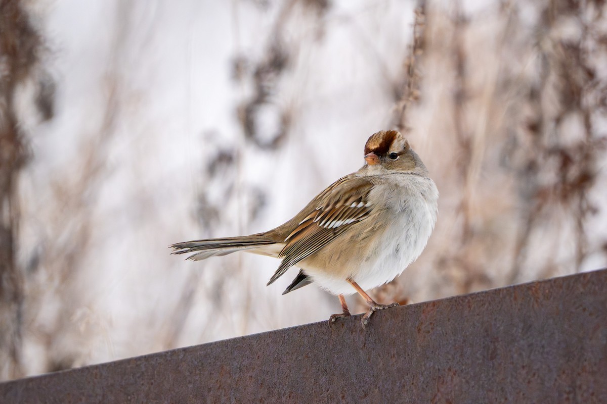 White-crowned Sparrow - ML647670612