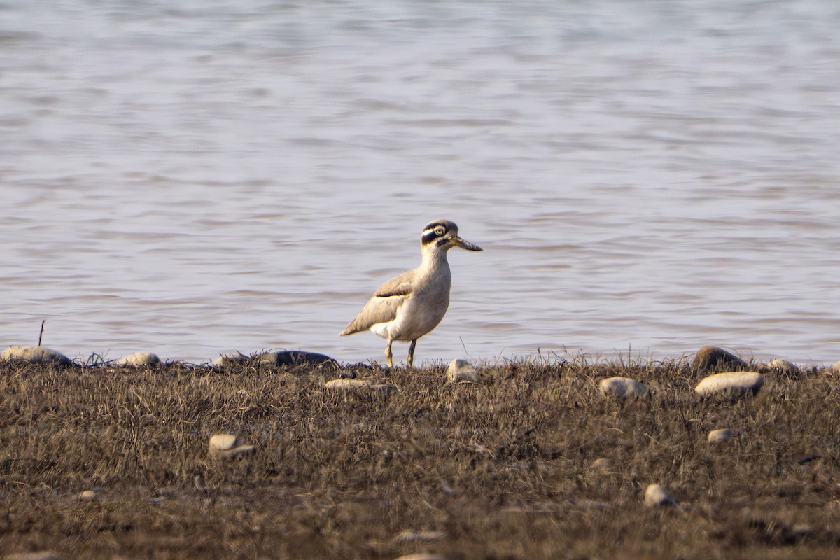 Great Thick-knee - ML647670615