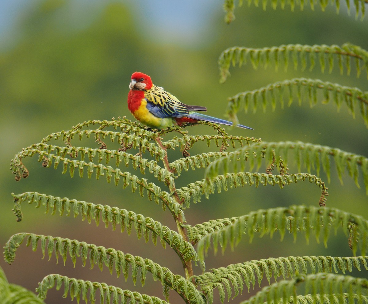 Розела білогорла - ML647670618