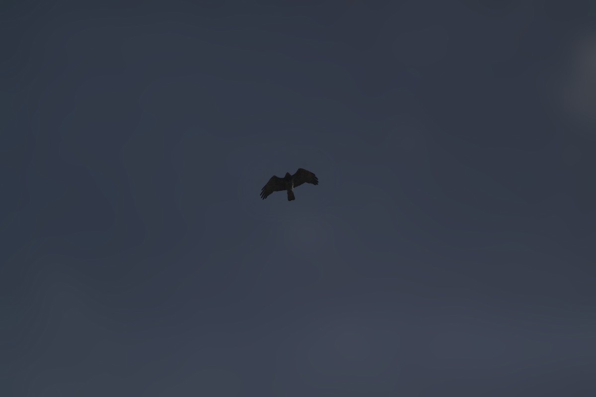 Short-toed Snake-Eagle - ML647670668