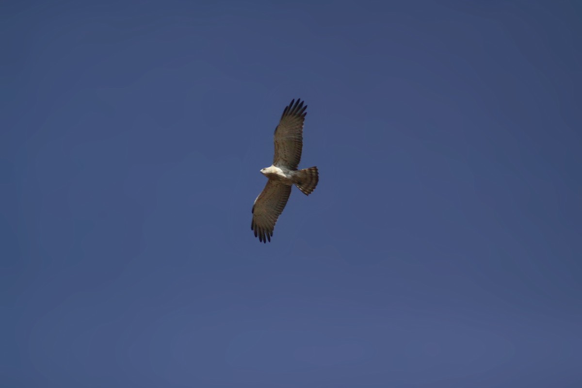 Short-toed Snake-Eagle - ML647670669