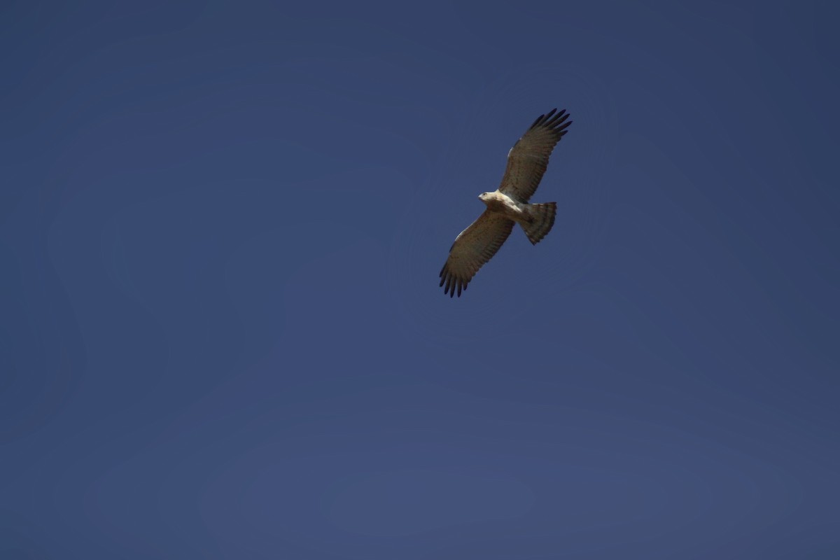 Short-toed Snake-Eagle - ML647670670