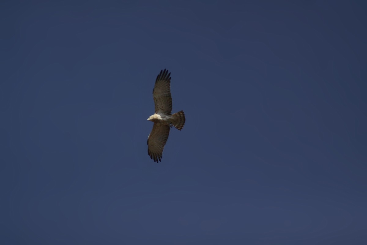 Short-toed Snake-Eagle - ML647670671