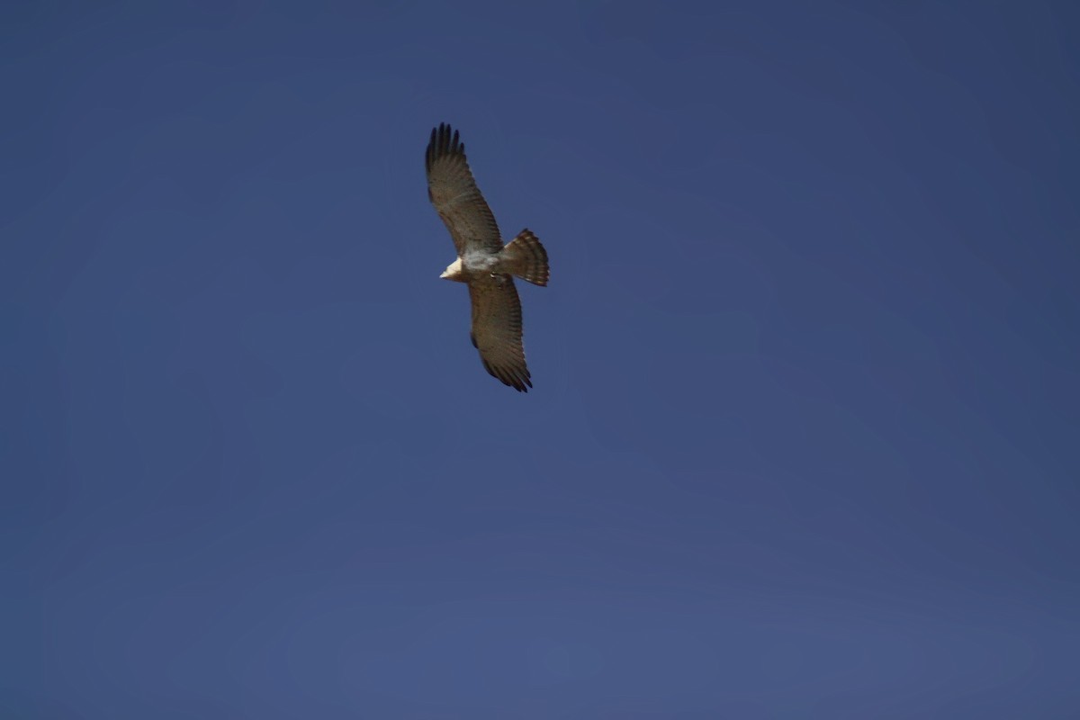 Short-toed Snake-Eagle - ML647670672