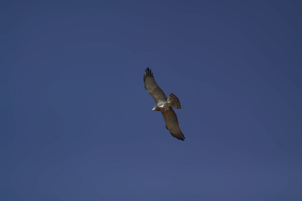 Short-toed Snake-Eagle - ML647670673