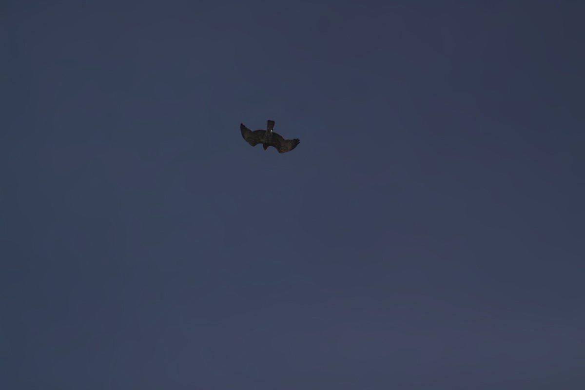 Short-toed Snake-Eagle - ML647670674