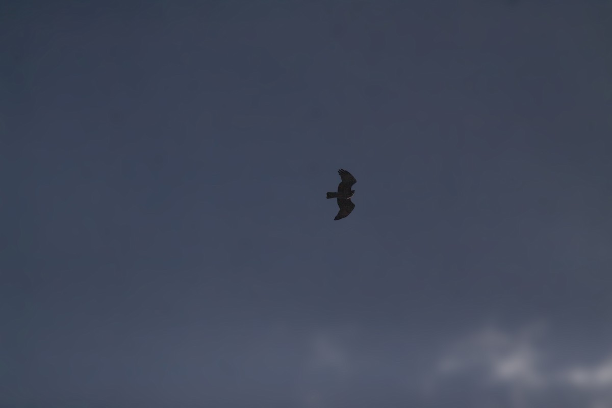 Short-toed Snake-Eagle - ML647670675