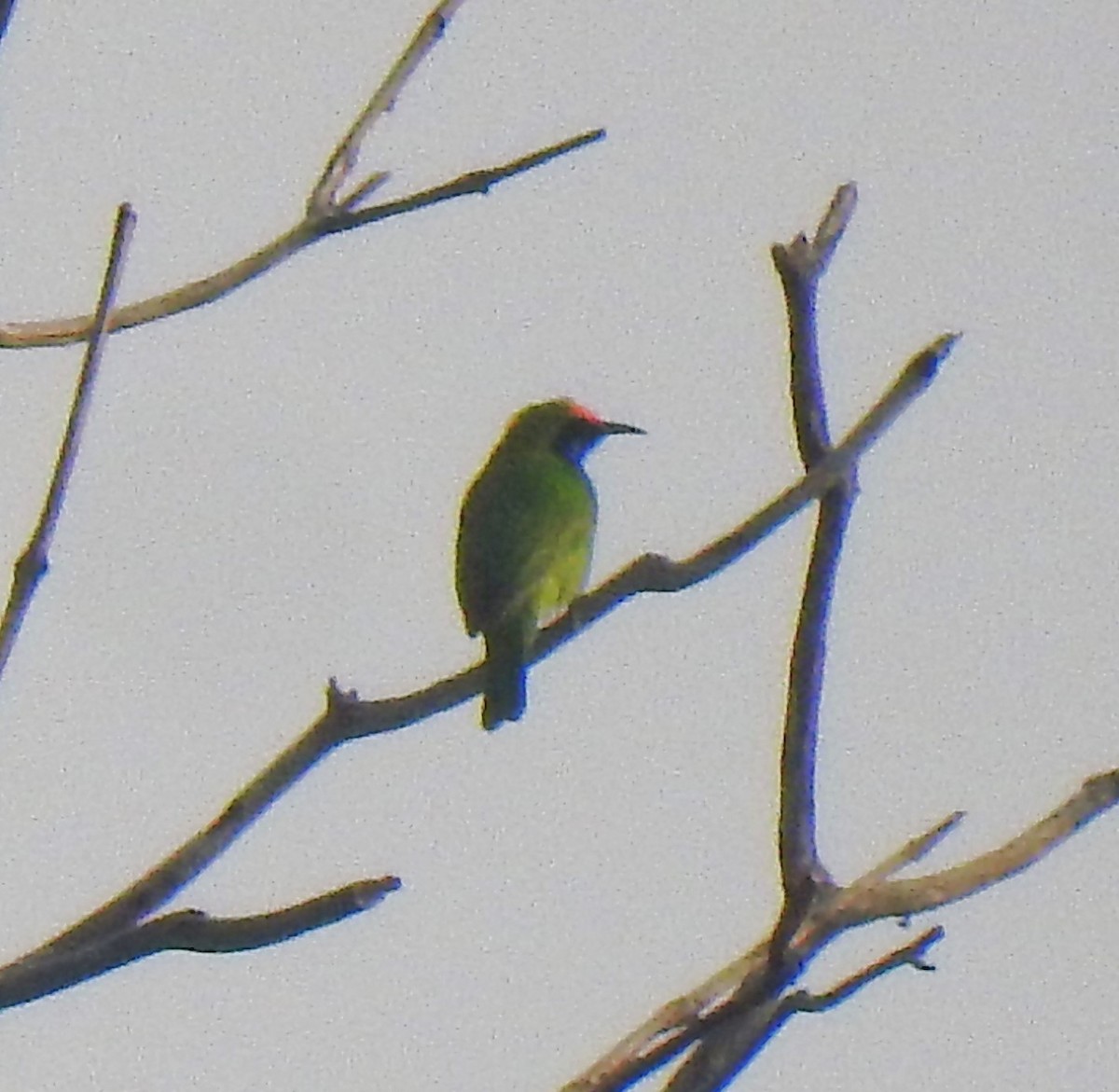 Golden-fronted Leafbird - ML647670683