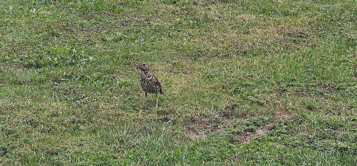 Дрізд співочий - ML647670684