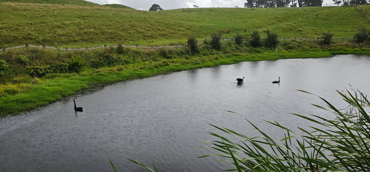 Лебідь чорний - ML647670685