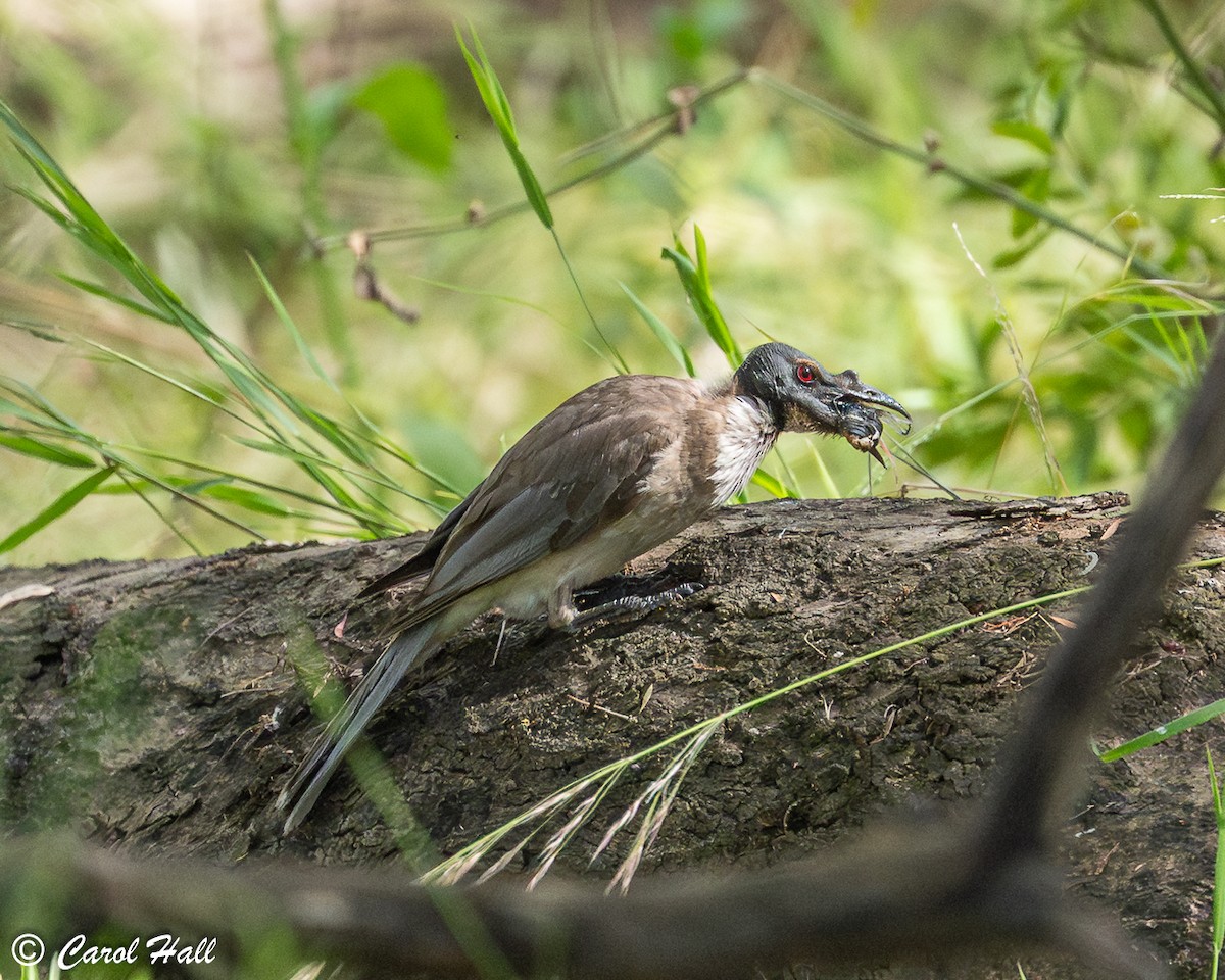 Noisy Friarbird - ML647670691