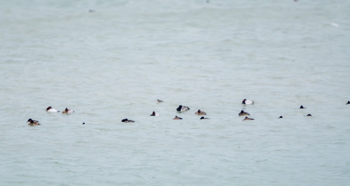 Canvasback - ML647670697