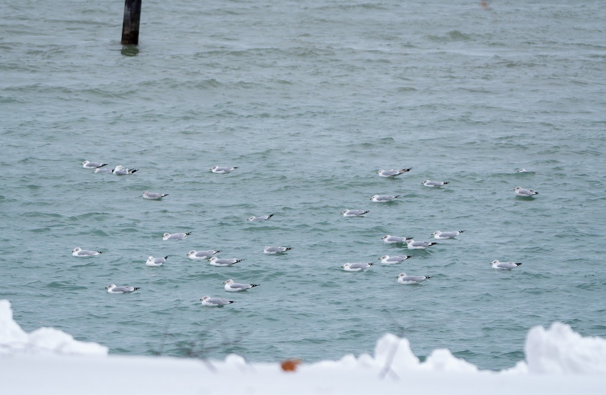 Ring-billed Gull - ML647670699