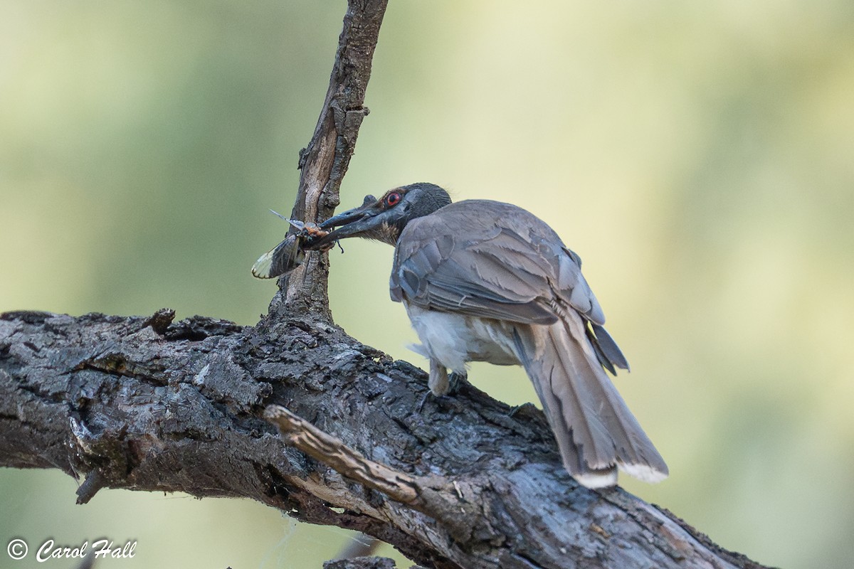 Noisy Friarbird - ML647670708