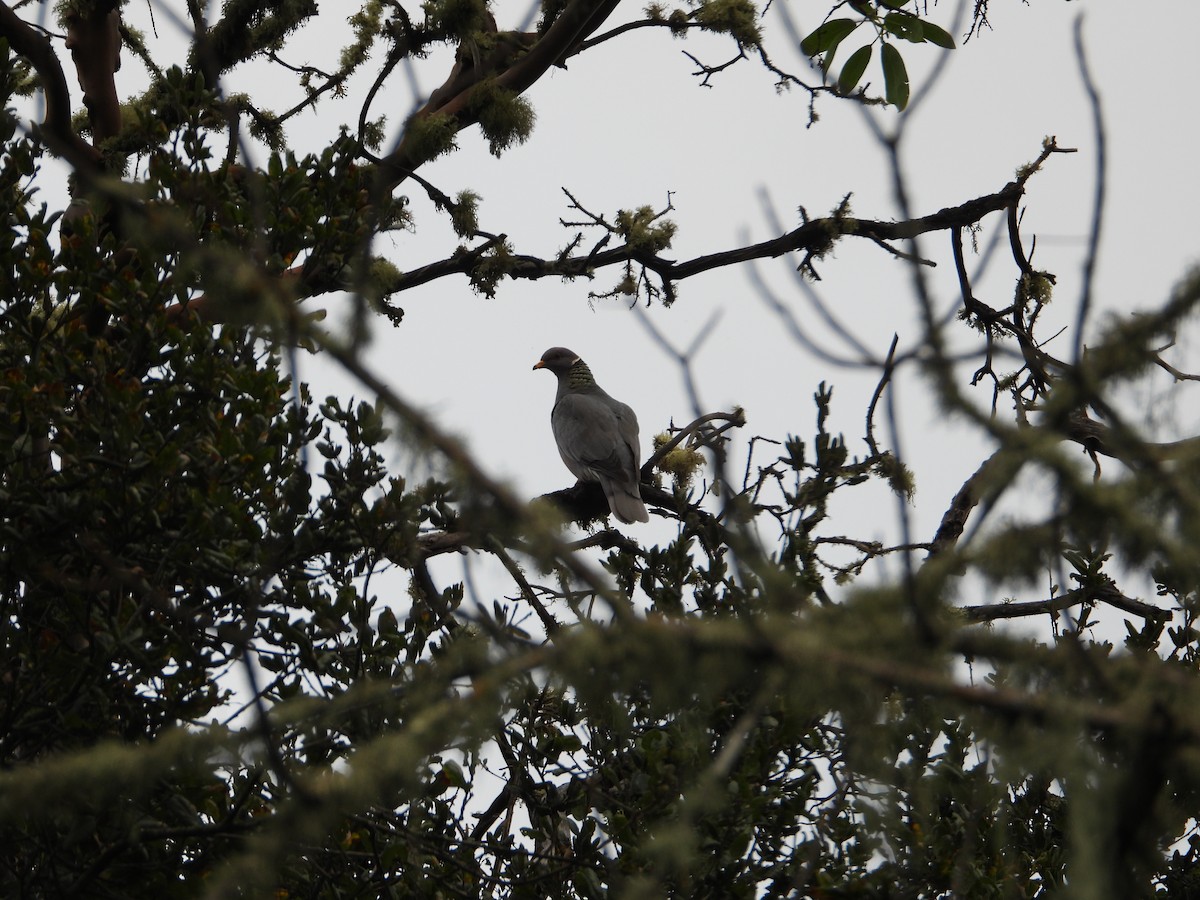 Band-tailed Pigeon - ML647670710