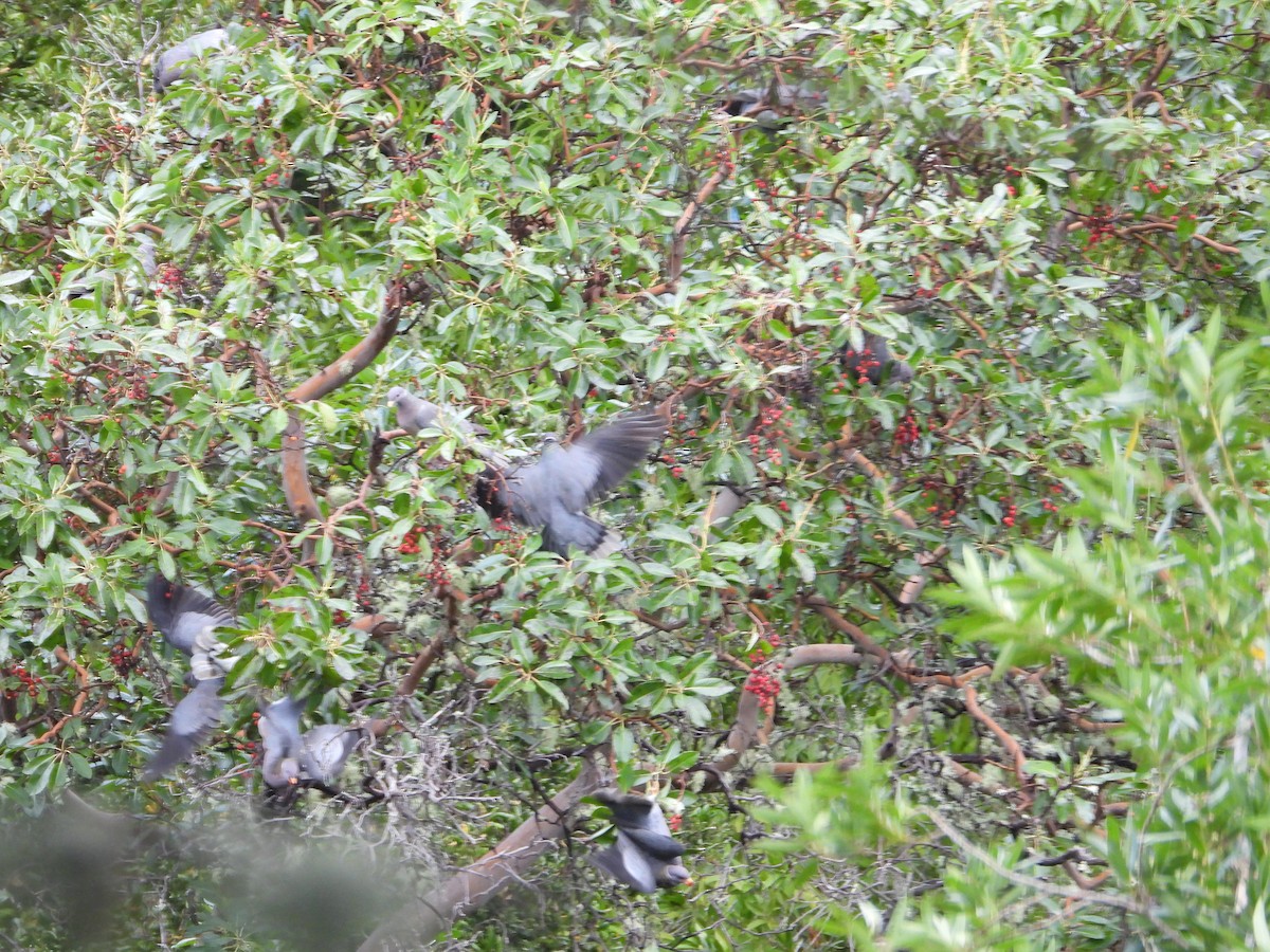 Band-tailed Pigeon - ML647670711