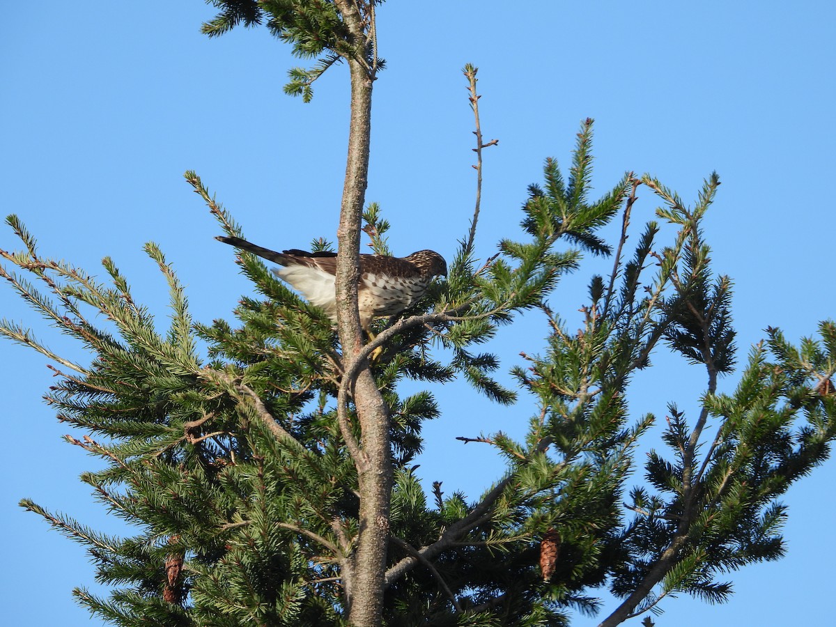 Cooper's Hawk - ML647670717