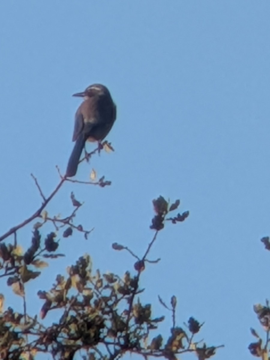 California Scrub-Jay - ML647670721