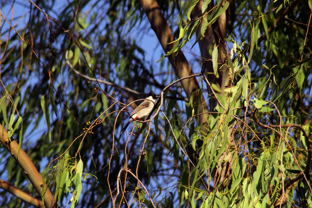 Sooty-headed Bulbul - ML647670722