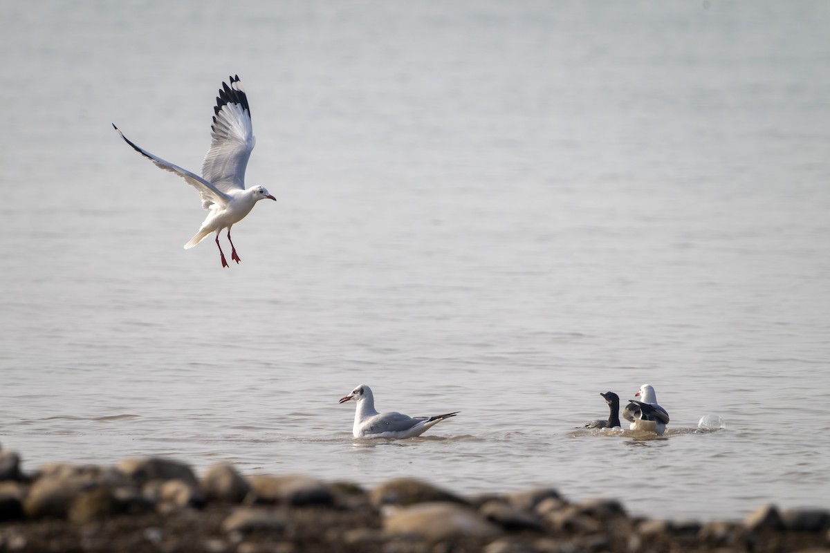 Brown-headed Gull - ML647670725