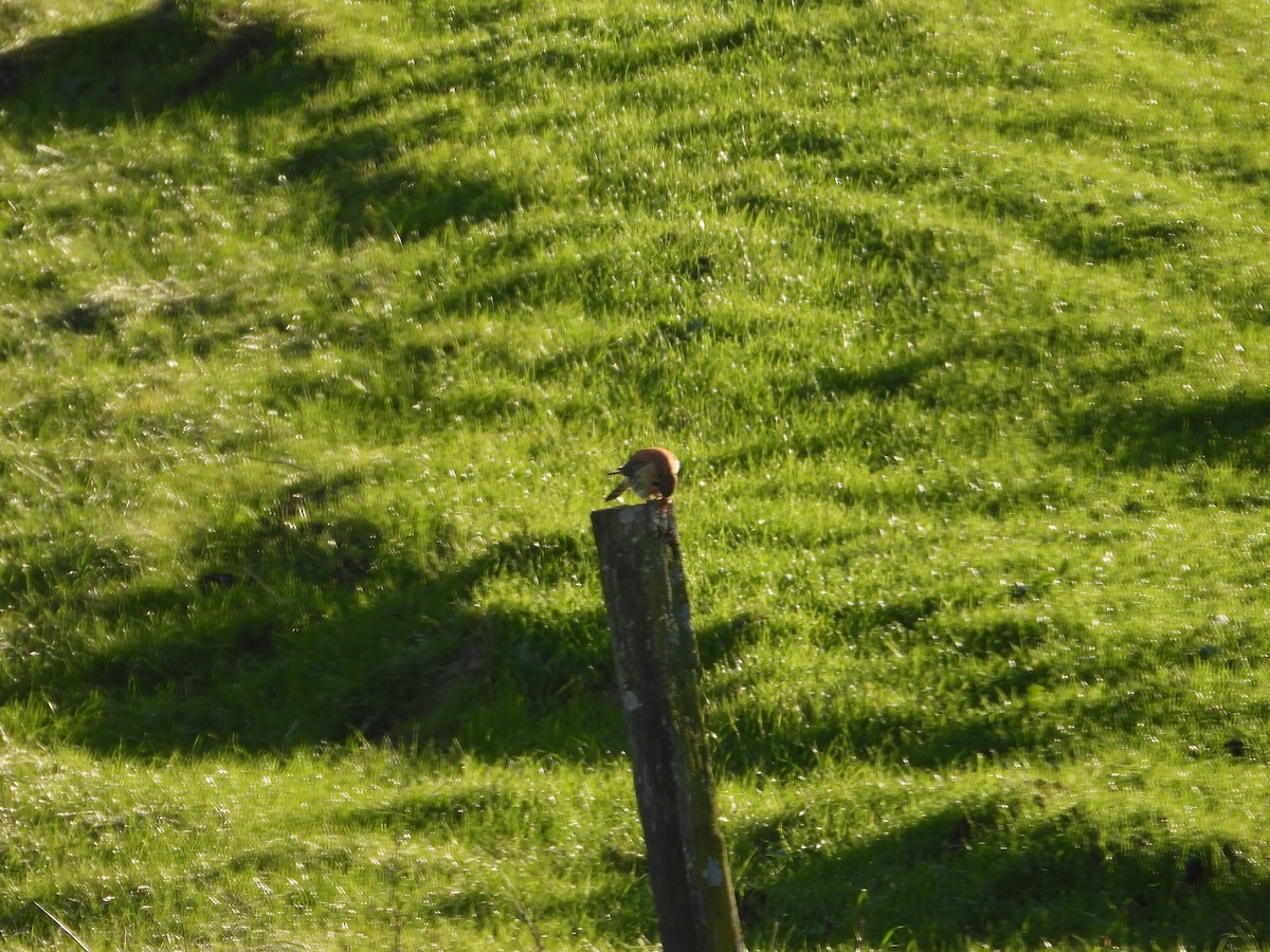 American Kestrel - ML647670727