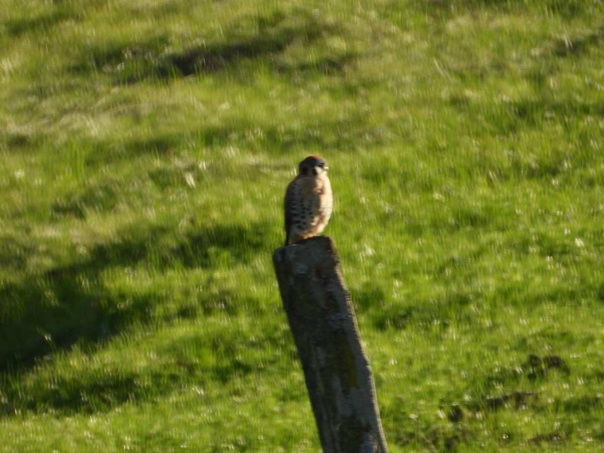 American Kestrel - ML647670728