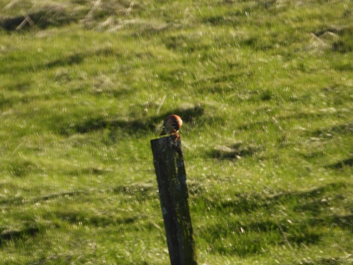American Kestrel - ML647670729