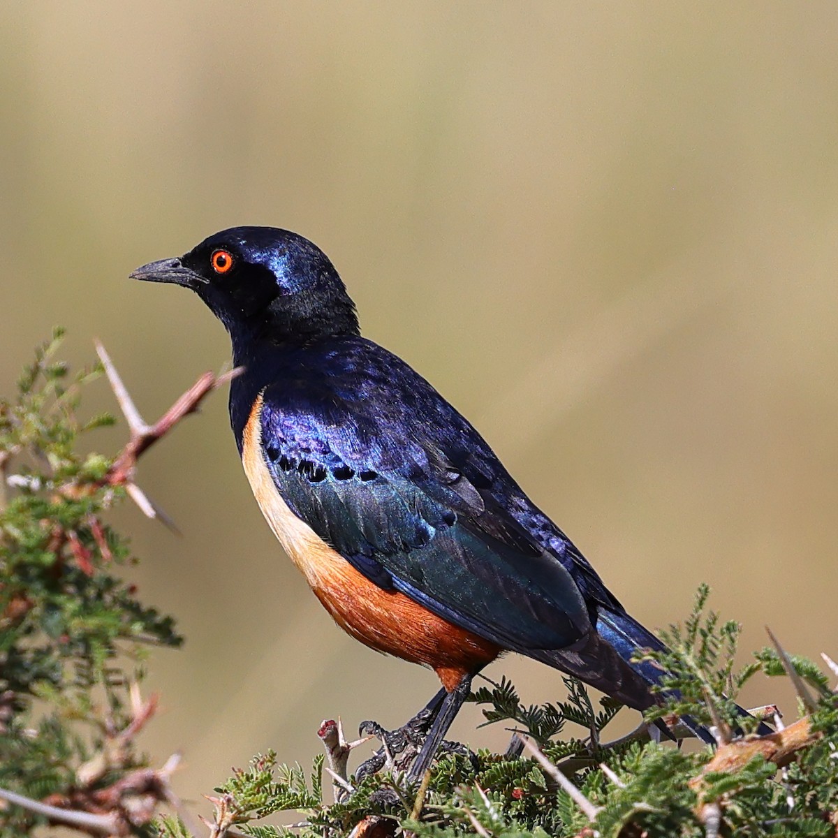 Hildebrandt's Starling - ML647670737