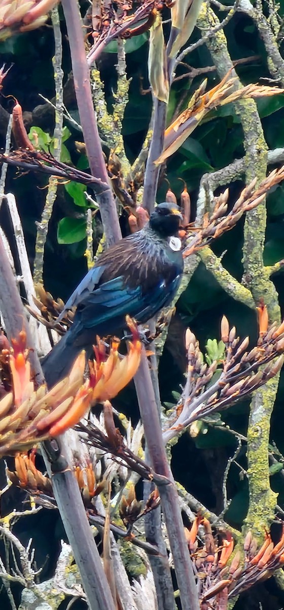 Пое - ML647670738