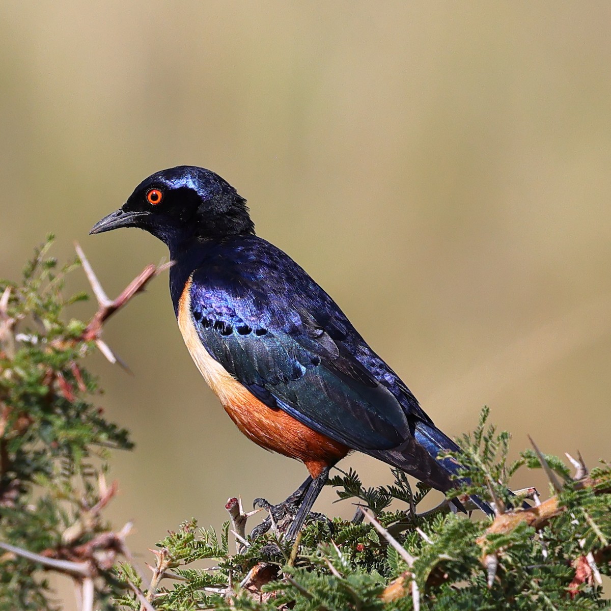 Hildebrandt's Starling - ML647670742