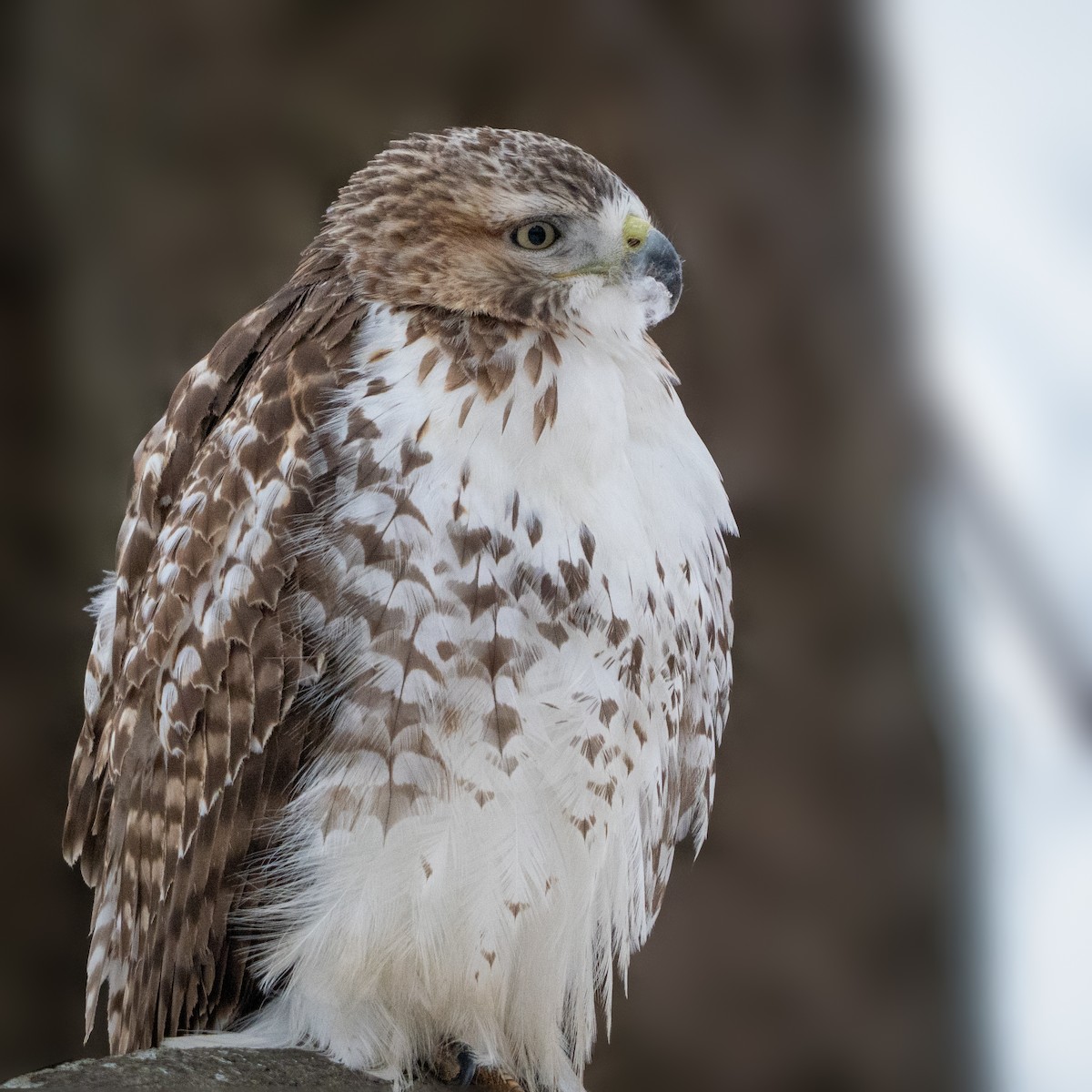 Red-tailed Hawk - ML647670750