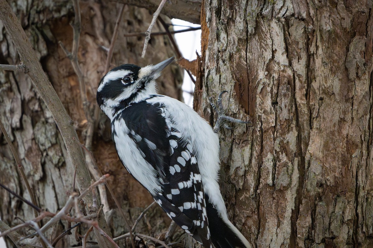 Hairy Woodpecker - ML647670751