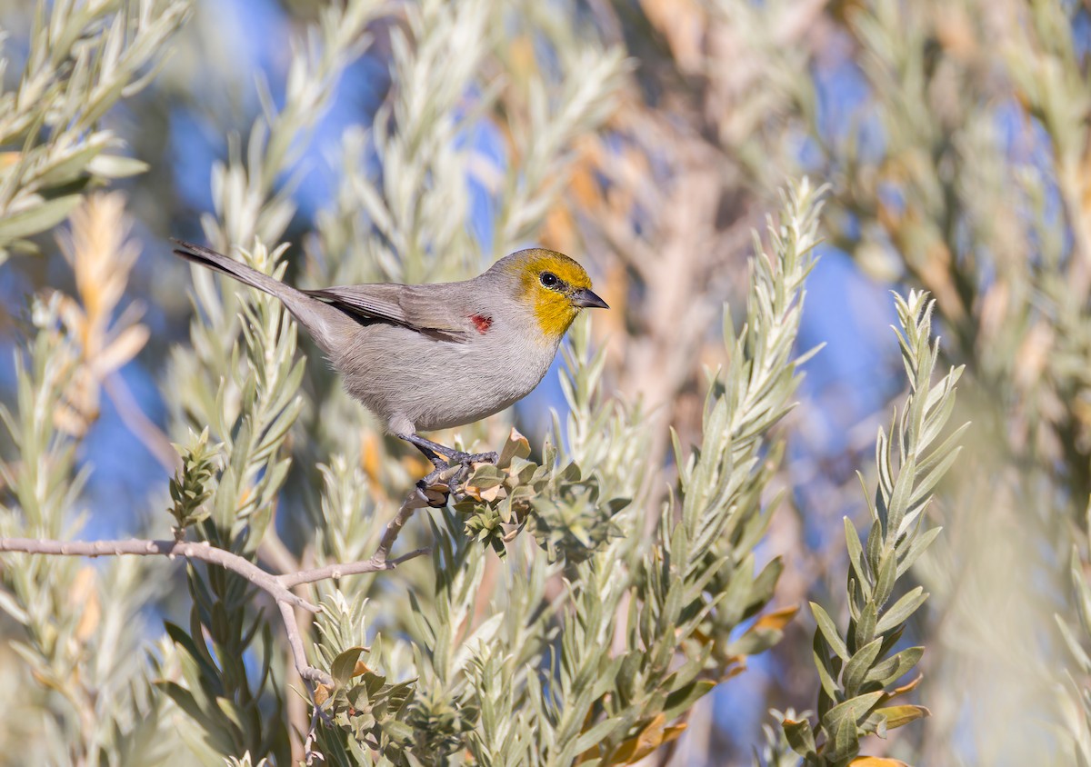 Verdin - ML647670754