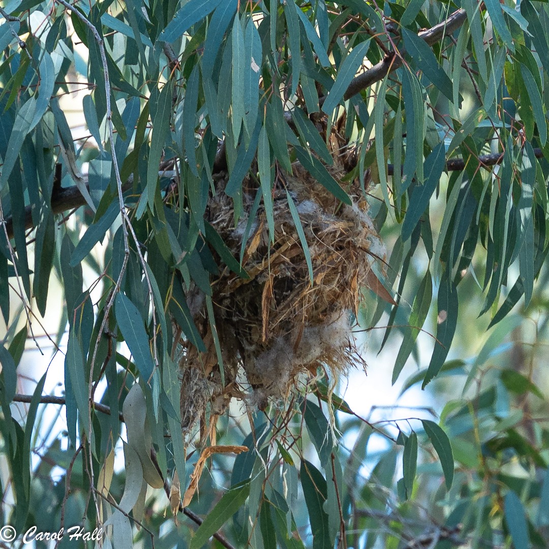 Noisy Friarbird - ML647670755